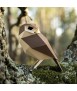 Pájaro de papel - Athene Noctua