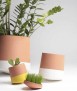 Maceta Green Dots