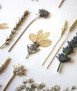 Geometric Herbarium LXL09