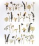Geometric Herbarium LXL09