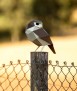 Pájaro de papel - Athene Noctua