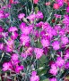 Llavors Clavellina grossa 