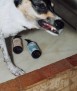 Champú para perros