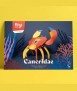 Paper crab - Cancridae