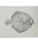 Quadre Turbot sense marc 