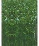 Plastic Green Designing for environmental transformation