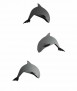 M Whale Porpoise