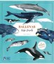 Ballenas. Vida secreta