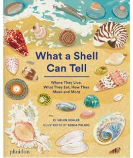 What a Shell Can Tell