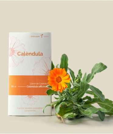 Semillas de Caléndula