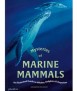 Mysteries of Marine Mammals