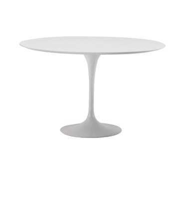 Mesa Tulip
